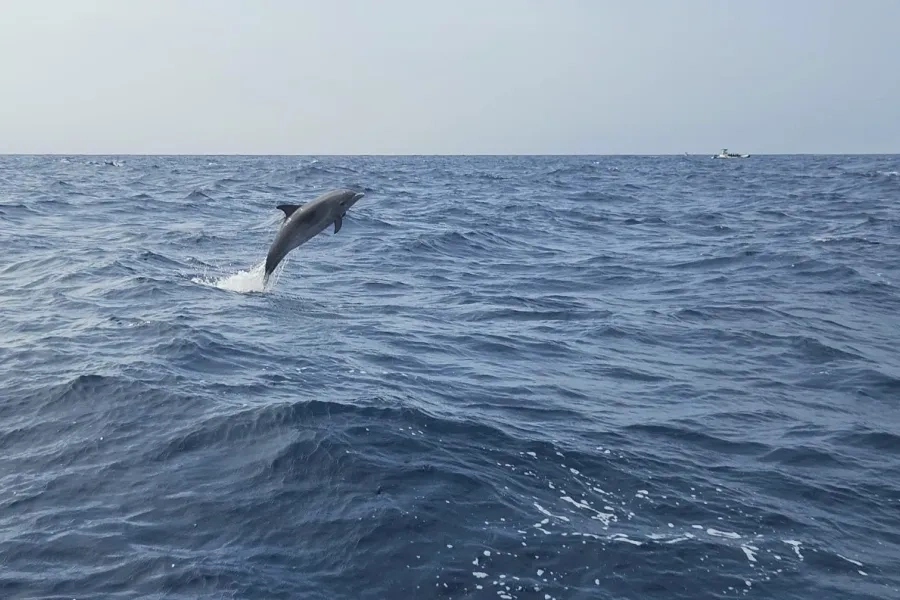 Delfin springt aus dem Wasser