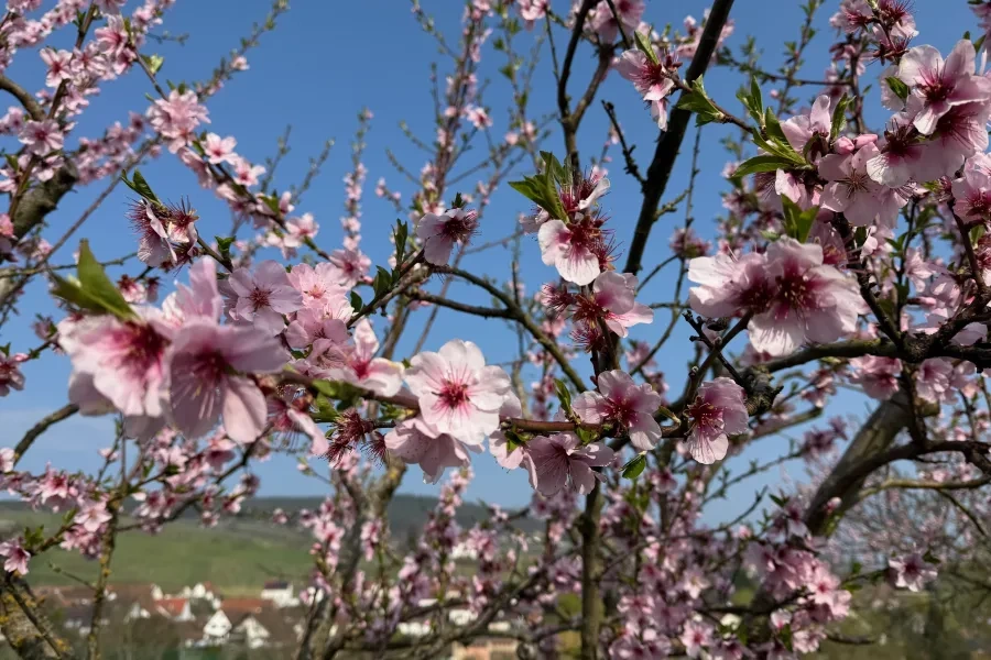 Blüten an einem Baum