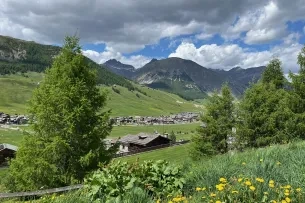 Bäume und Häuser in einem Tal