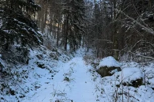 Zugeschneiter Waldpfad