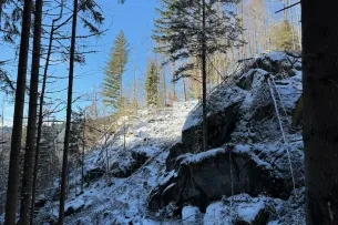 Baum auf Felsen