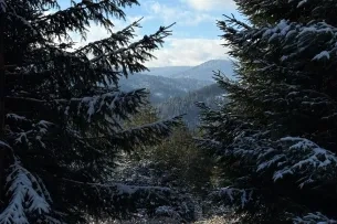 Blick durch zwei Bäume mit Schnee und Berge im Hintergrund