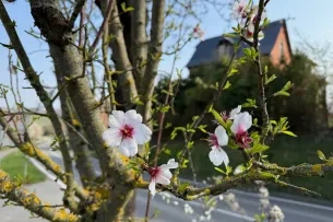 Nahaufnahme einer Blüte an einem Baum