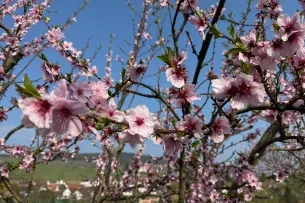 Blüten an einem Baum
