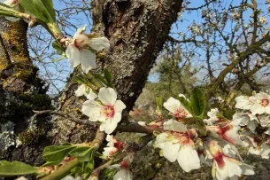Eine Blüte an einem Baum