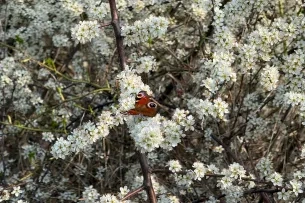 Schmetterling auf Blüten