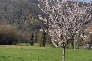 Mandelbaum im Vordergrund auf einer Wiese mit einem Pferd und im Hintergrund eine Burg