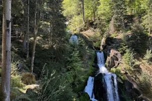 Wald und Wasserfall
